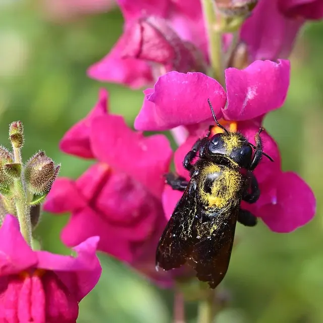 Les prairies, réservoirs de biodiversité