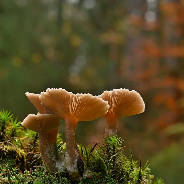 Découverte des champignons en forêt d'Arques [Arques-la-Bataille]