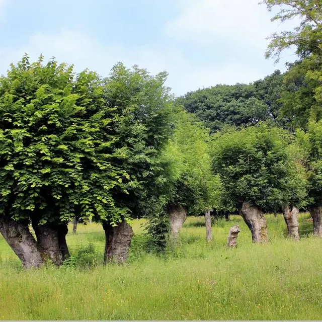 les-1000-usages-des-arbres-tetards