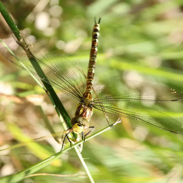 Sortie nature