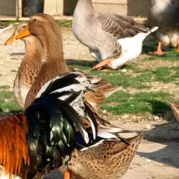 Les animaux de la basse-cour