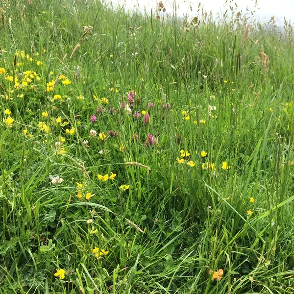 mémore d'albatre-coteau des falaises©ccca (1)