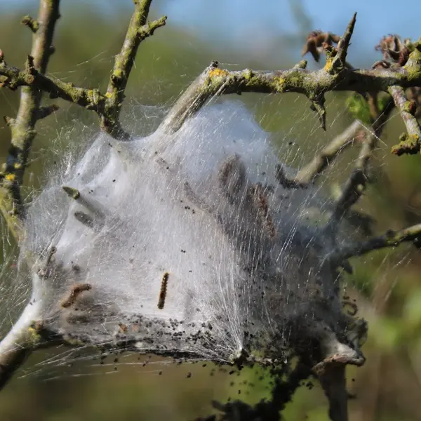 mémore d'albatre-coteau des falaises©ccca (2)