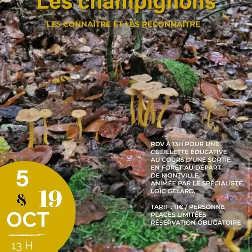 affiche les champignons