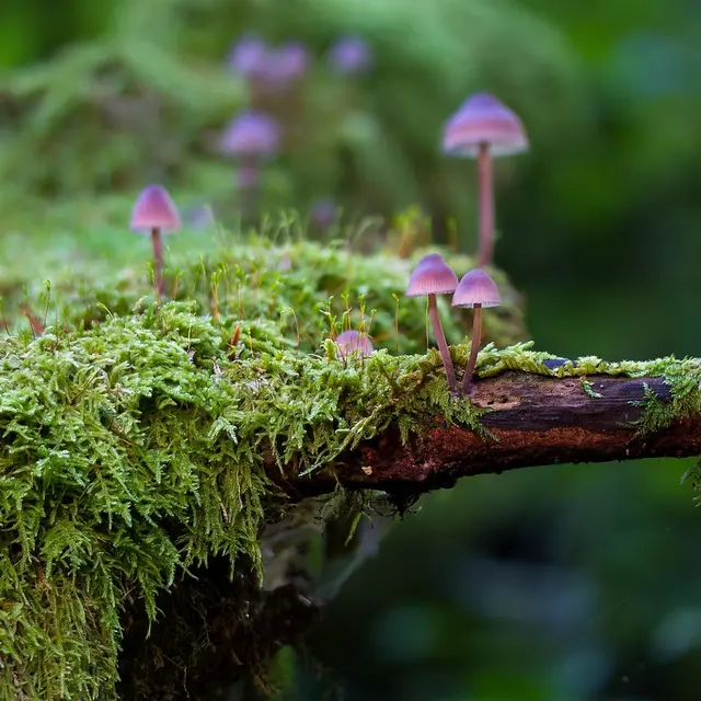 Découverte des champignons au Bois des Communes - Varengeville/Mer