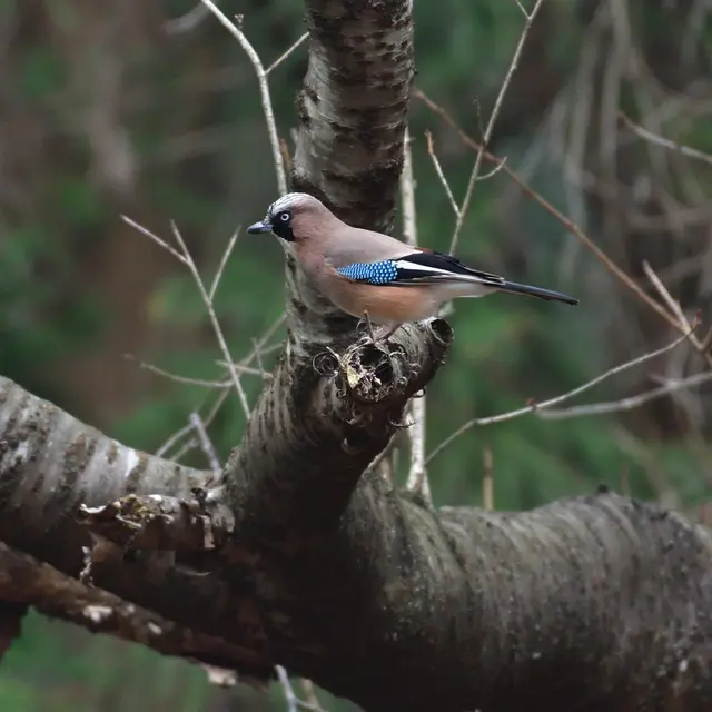 [Balade nature] Faune & flore en forêt d'Arques