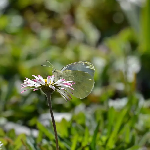 Sortie nature