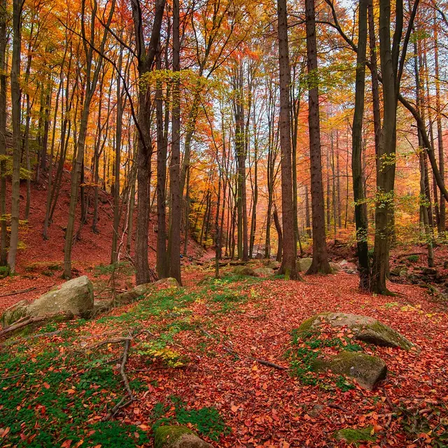 Foret d'Arques