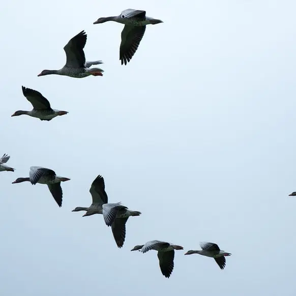oiseaux migrateurs ©franceculture
