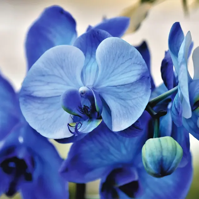 orchidées