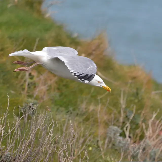 [balade nature] Découverte nature à Varengeville-sur-Mer
