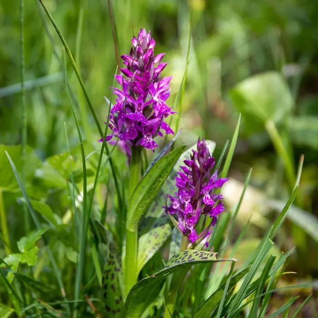 Rando Nature en forêt d'Arques [Arques-la-Bataille]