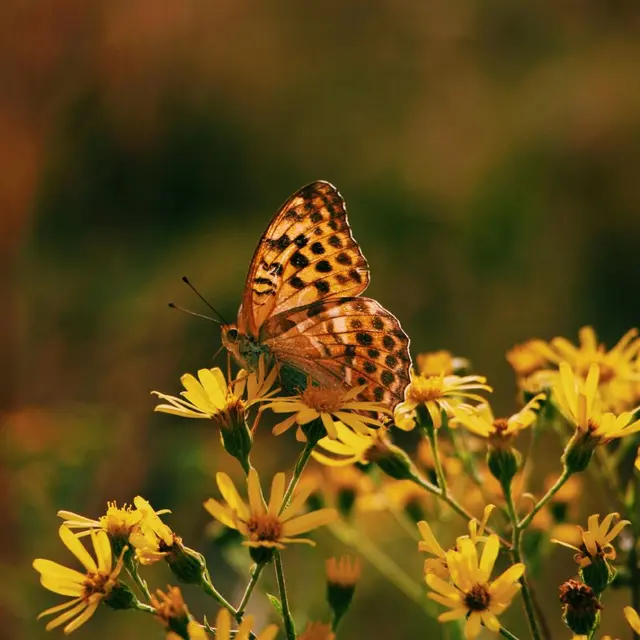 pexels-cecile-hournau-419900900-15112968 (1)