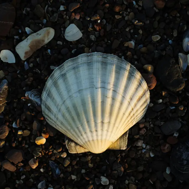 pexels-ellie-burgin-1661546-29640875