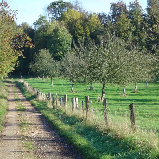 pommier-et-chemin-de-randonnee