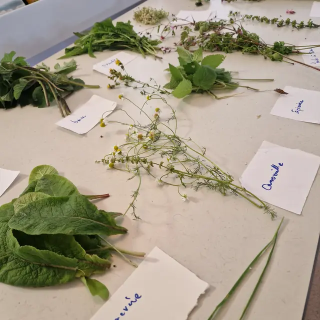 plantes sauvages biblio Luneray