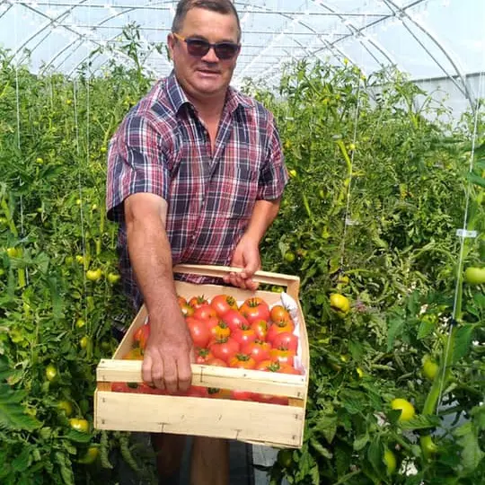 récolte de tomates