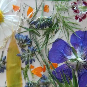 Atelier : Mon petit herbier