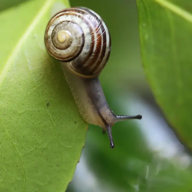 snail-7978955_1280