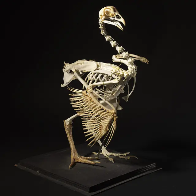 Yohann DESLANDES © Métropole Rouen Normandie