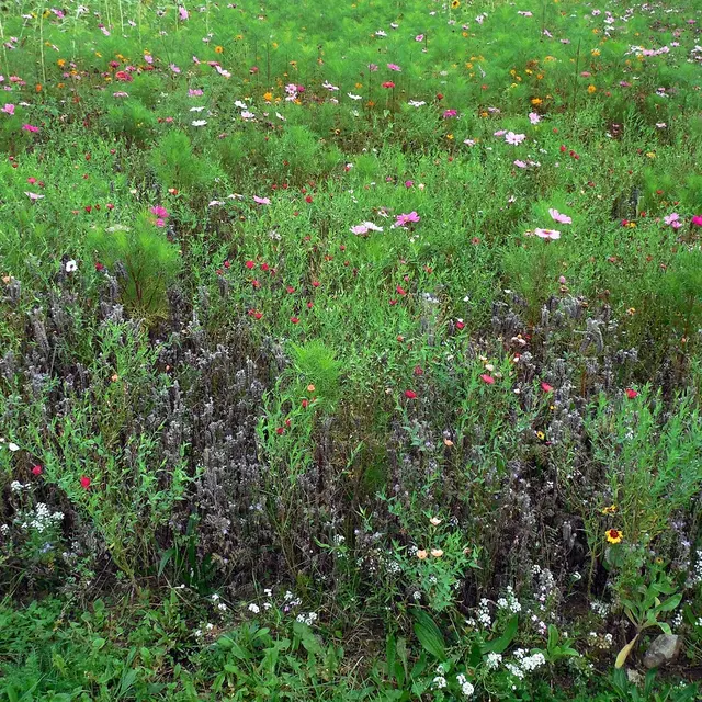 [sortie nature] Les prairies de fin d'été