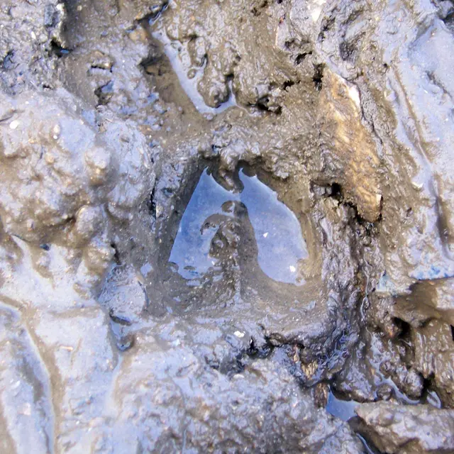 sur les traces des animaux de la forêt