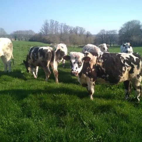 475166515_997864422362288_1436194367960525162_n