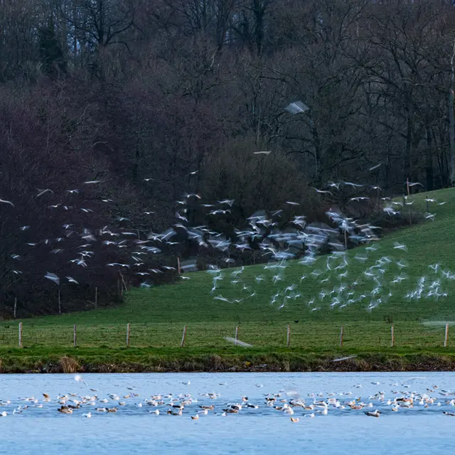 Grand Comptage des oiseaux