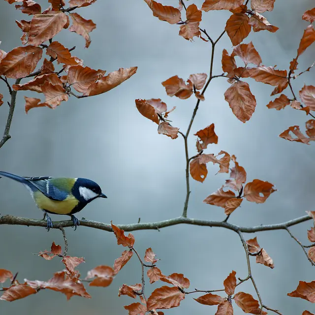 Mésange charbonnière