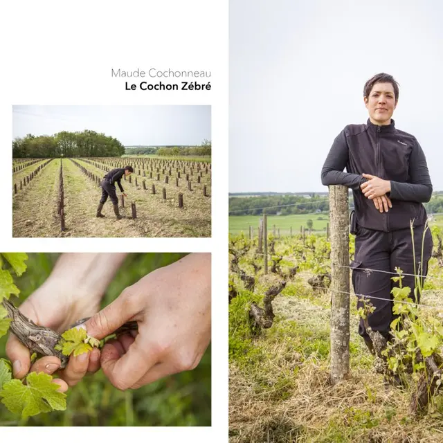 La ferme viticole du cochon zébré_Marçon