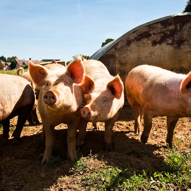 DEG72-ferme-coubrier-1