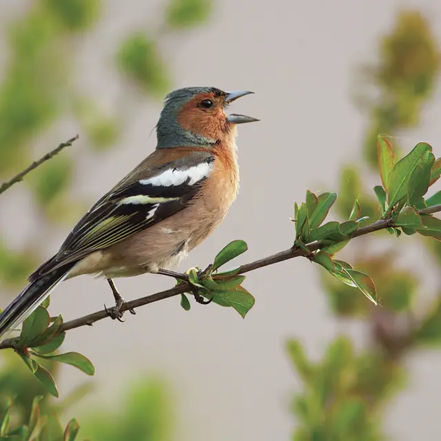 05.06 - RDV Jardins Oiseaux