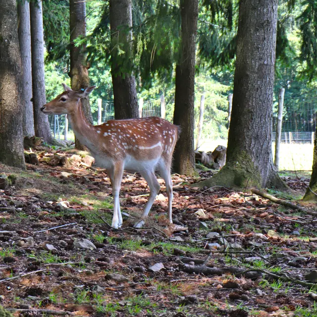 Parc animalier Saint-Léonard-des-Bois