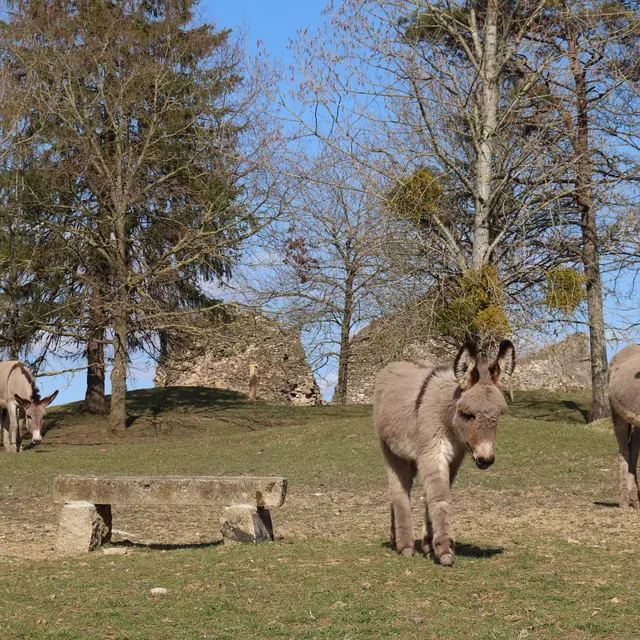 Ânes du parc animalier de Bourg-le-Roi