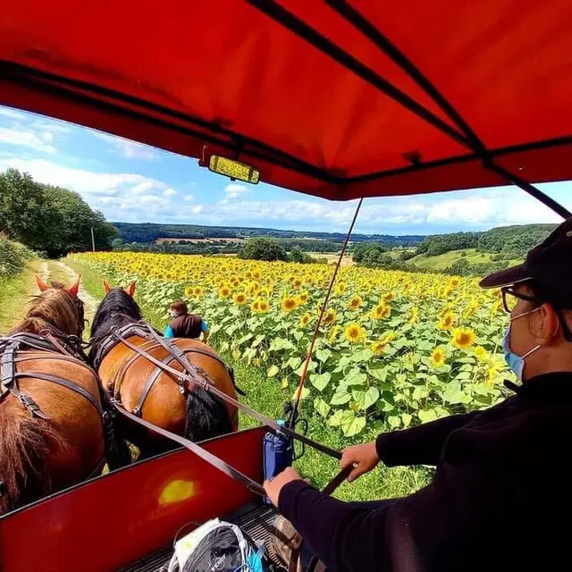 Balades en calèche_La Perle d'Or_Montreuil le Henri