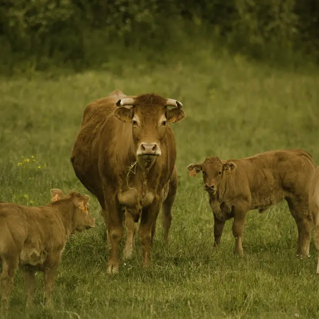 vache-17