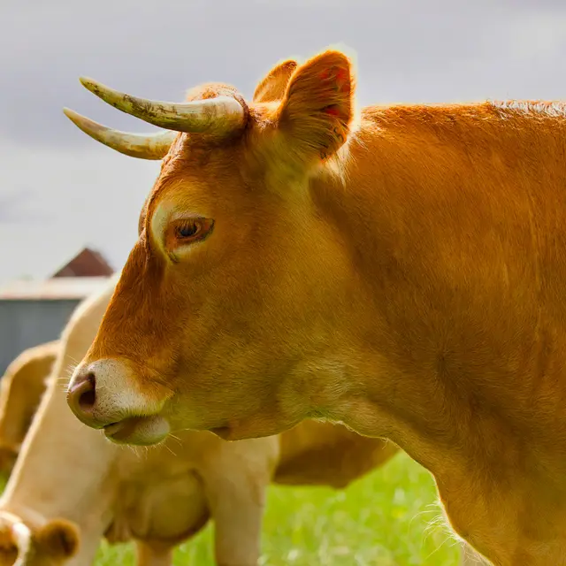 vache-allherbe-brun-v2ab