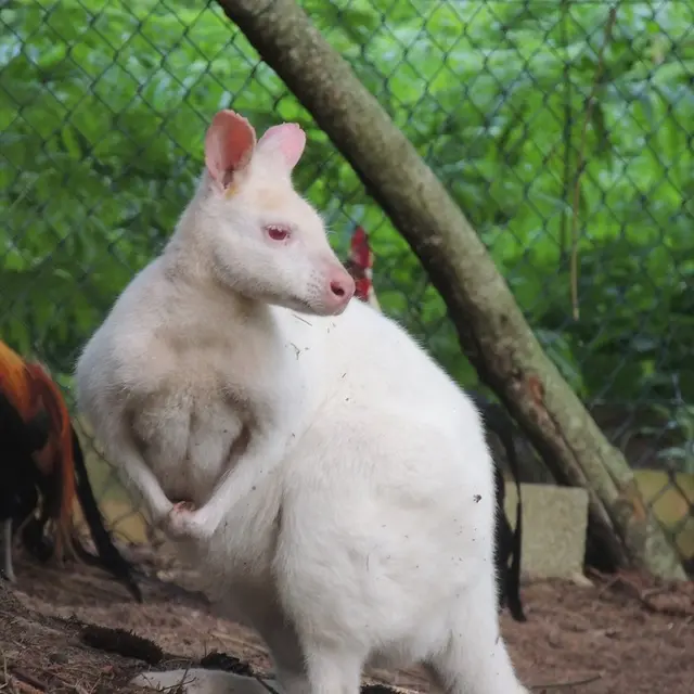 venez-decouvrir-nos-wallaby