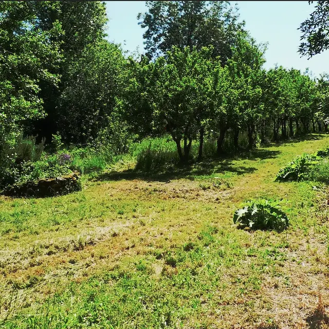 verge du nid doie clisson