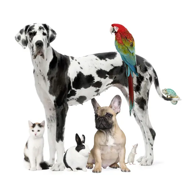 veterinaire