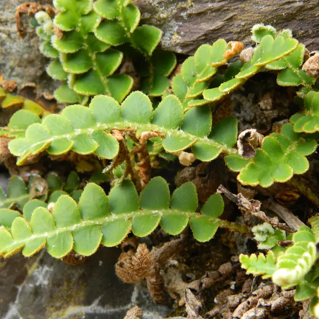 Asplenium cétérac (Asplenium ceterach)