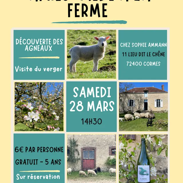 Après midi a la ferme agneau AMMAN  - 1