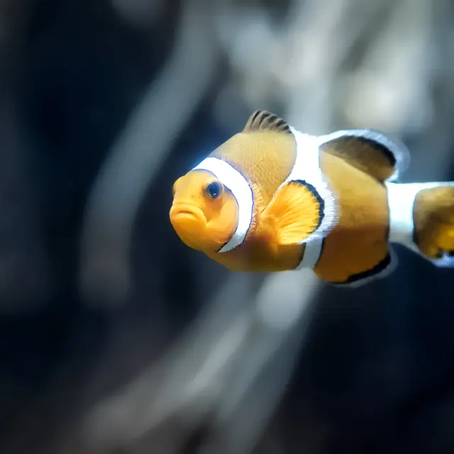 Poisson clown