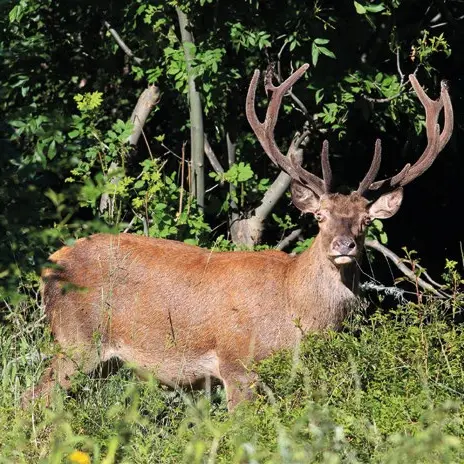BRAME DU CERF