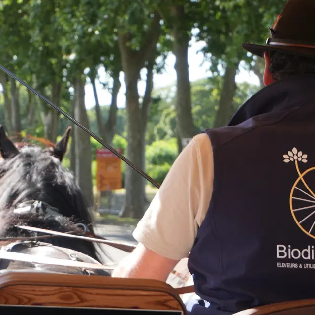 Balade en calèche (11)