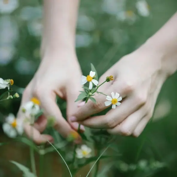 BaladePlantesSauvages_LePallet_2024_levignobledenantes-tourisme.com