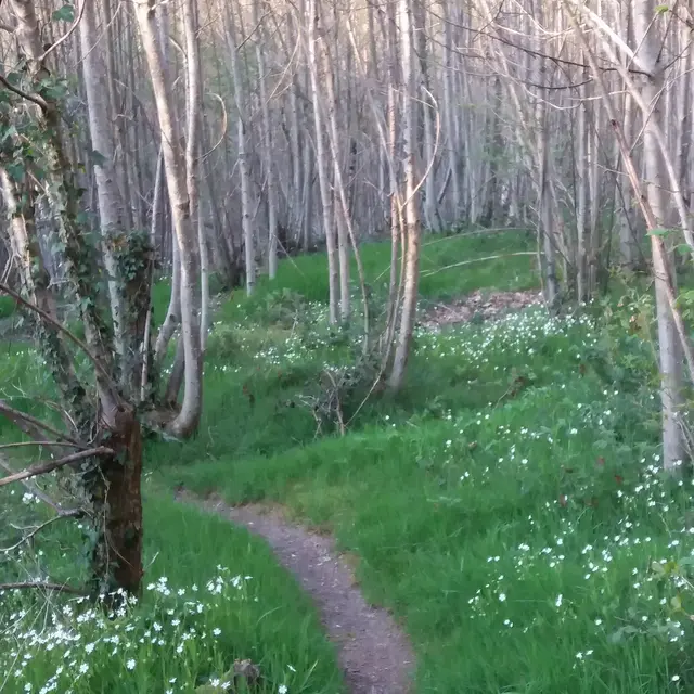 Bois des ouches