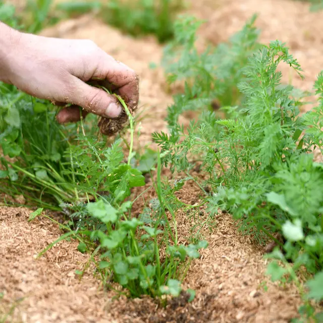Carotte de la ferme des petites mottes à Saint-Nazaire