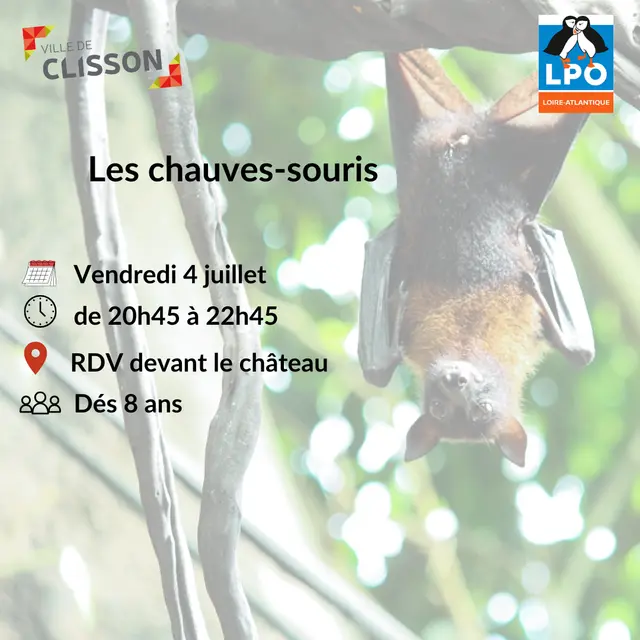 Sortie observation des chauves souris