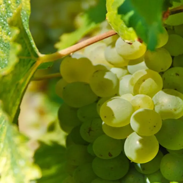 DEG-StevanLira-Vendanges-72